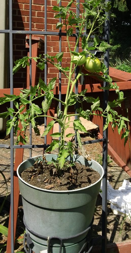 Backyard Gardening